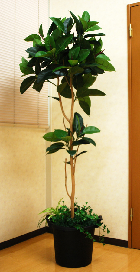 光触媒 光の楽園 ゴムの木 高さ 1.8m【インテリア フェイクグリーン