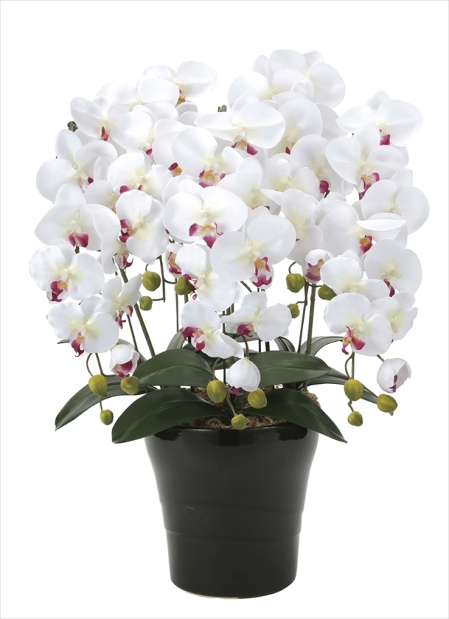 光触媒 光の楽園クイーン胡蝶蘭5本立W/AB【アートフラワー 造花
