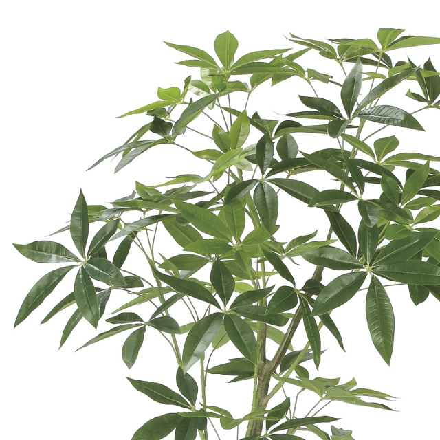 光触媒 光の楽園 ナチュラルパキラ1.6m【インテリア フェイクグリーン