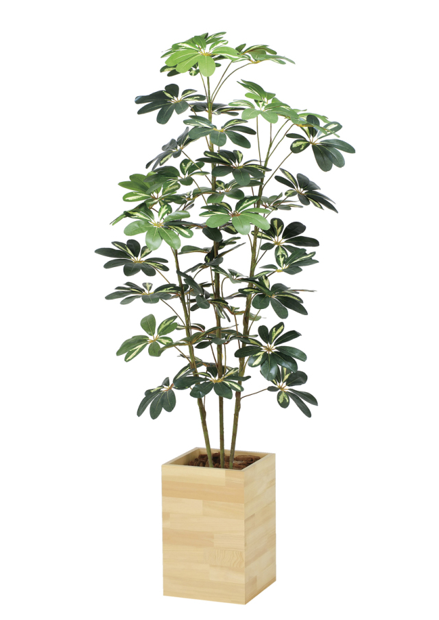 光触媒 光の楽園 ポリシャス 高さ1.3m（タイワン モミジ