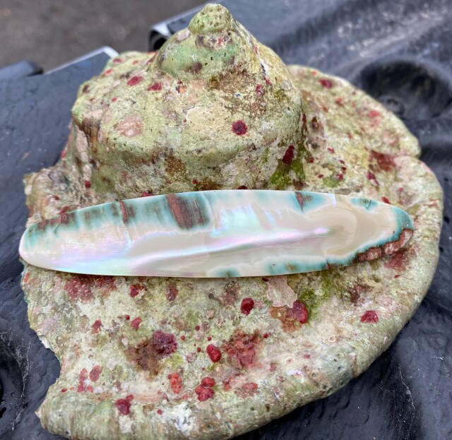 夜光貝【約1000～1299g/1個】EN:Green Turbo Snail (Size:1000-1299g