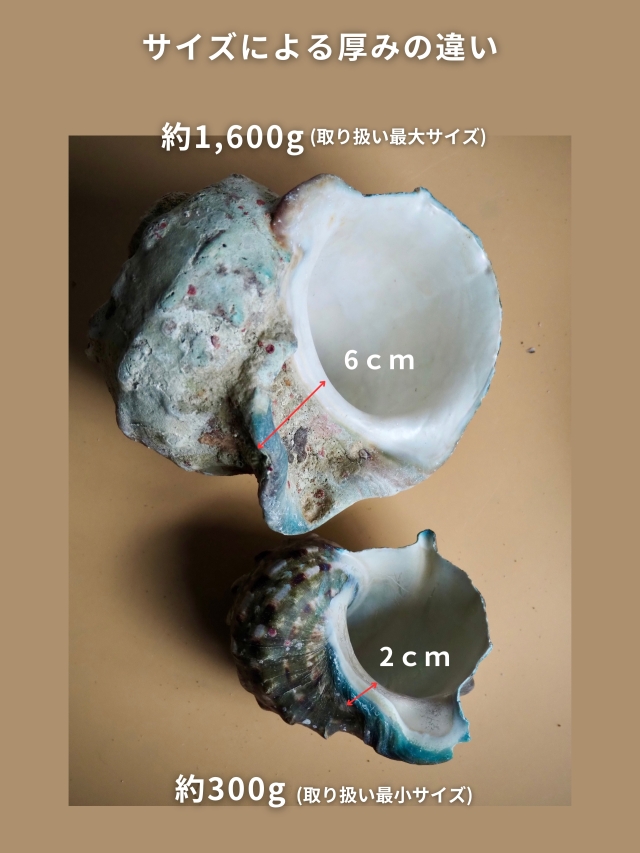 夜光貝【約800～899g/1個】EN:Green Turbo Snail (Size:800-899g, Unit