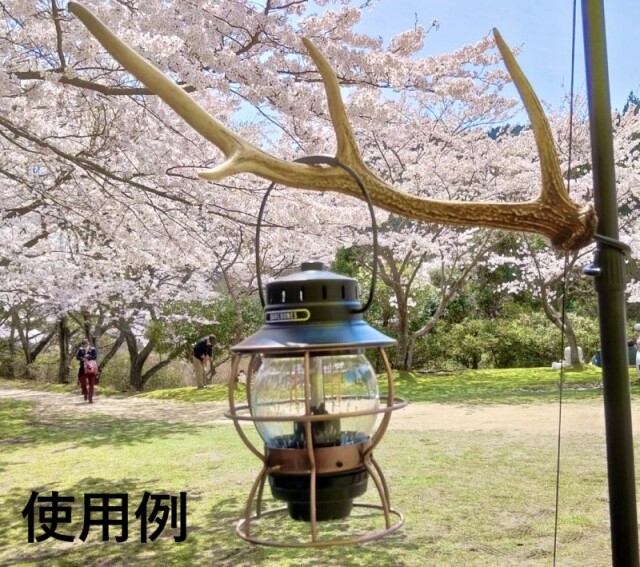 エゾジカの角【50cm前後-おまかせ発送-】鹿の角 En: - Not for