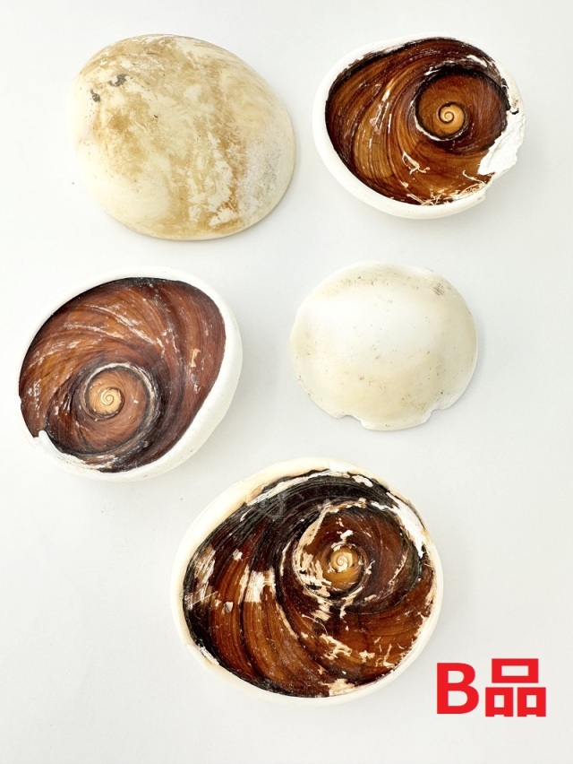 夜光貝のフタ-B品-【約6～8cm/5個】 En: Lid of Green Turbo Snail