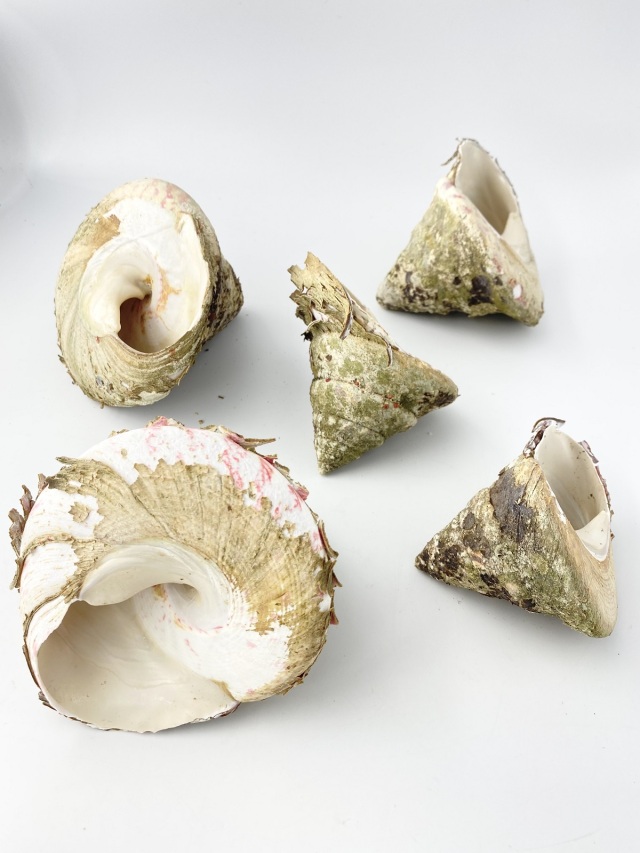 タカセガイ原貝 詰め合わせ（ミックスサイズ）200g～500g程度の