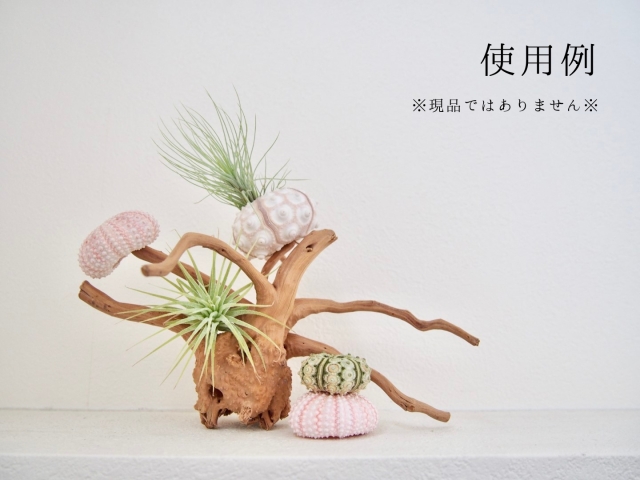 天然流木 ブランチ系 【15cm前後/1個】