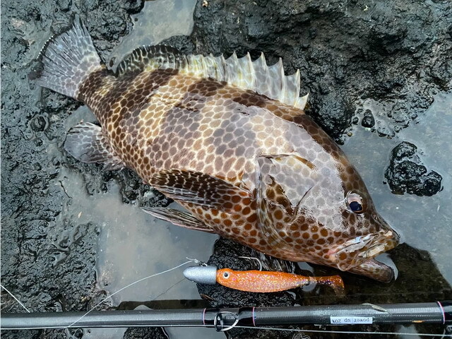 トランスセンデンス ガルッパ86B (Galupa86B)【シーバスルアー専門店