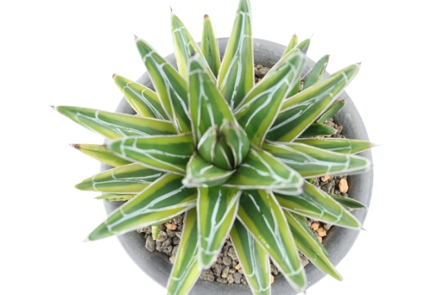 笹の雪黄覆輪 A2721☆アガベ 多肉植物☆浦部陽向園