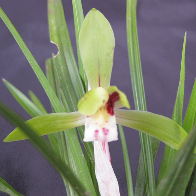 日本の野生ラン・ラン科 シュンラン(春蘭)の苗：野草の苗販売