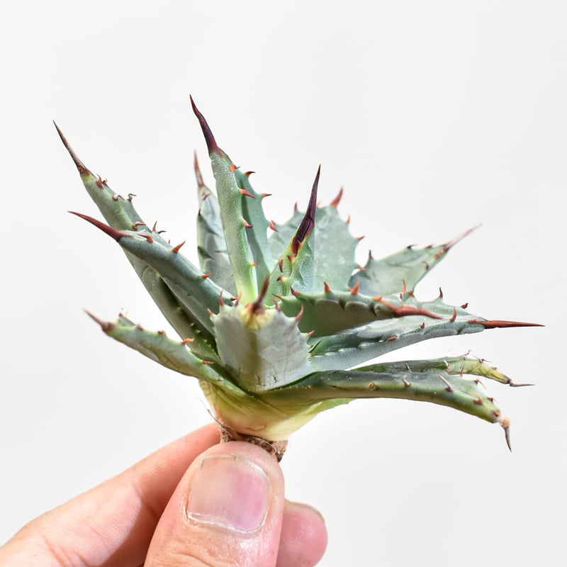 アガベ hybrid イシスメンシス×エボリスピナ/甲蟹X妖炎 【台湾 dragon