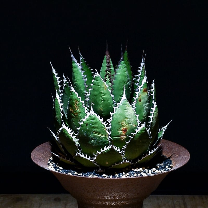 アガベ ホリダ 【中株】（発根済み）RF22792 | RAFLUM / ラフラム