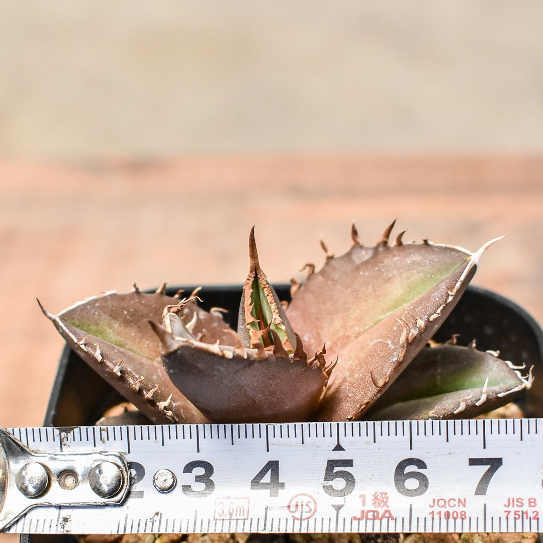 アガベ チタノタ 