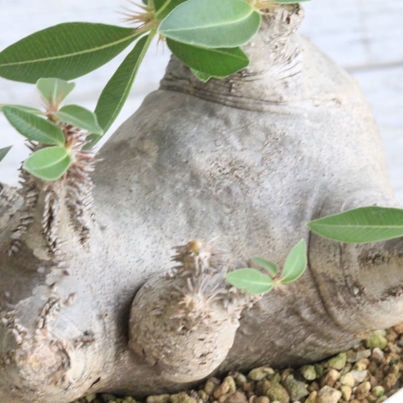 パキポディウム マカイエンセ 現地球 | botanical.shop