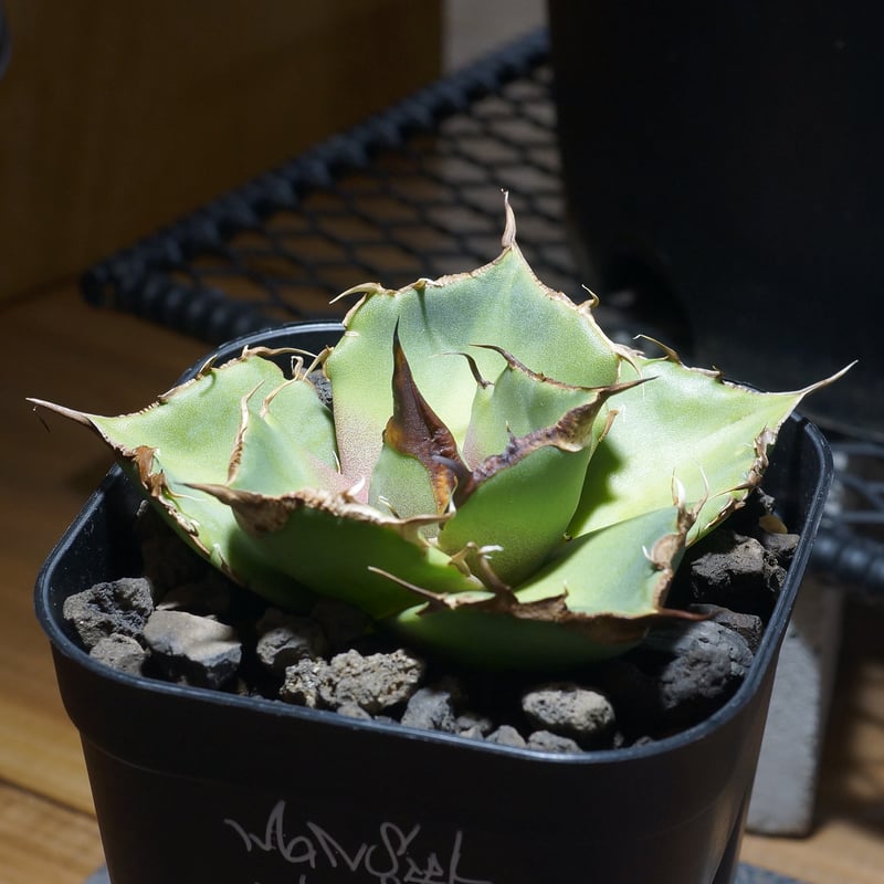 アガベ チタノタ 黒豹/子株 BP-08 | アガベ専門店 モンスターハウス