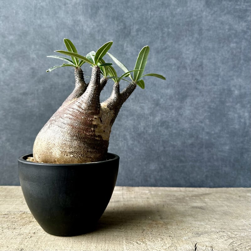 パキポディウム グラキリス【S】現地球/発根済み PGS-1 | Laule'a PLANTS