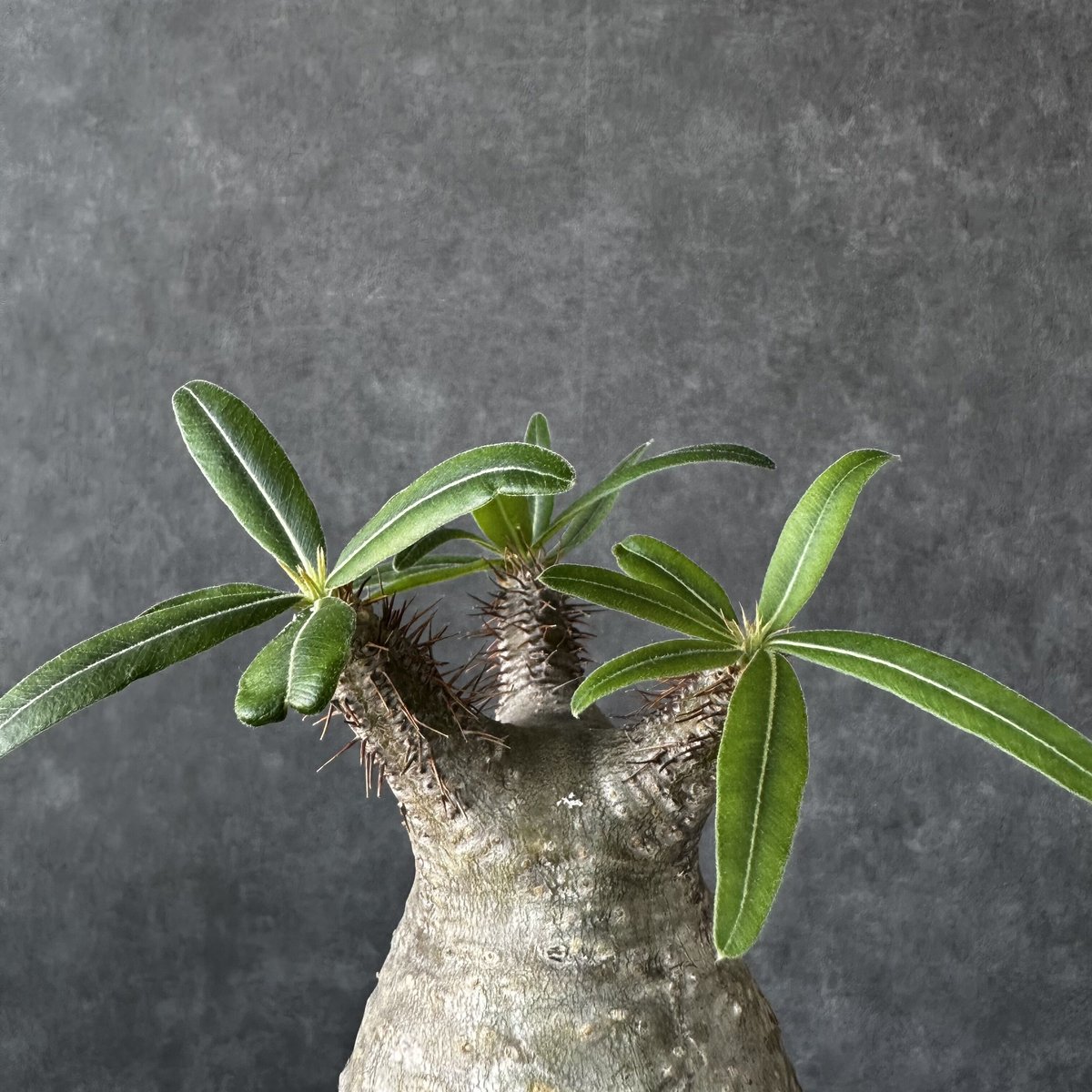 パキポディウム グラキリス【S】現地球/発根済 PGS-9 | Laule'a PLANTS