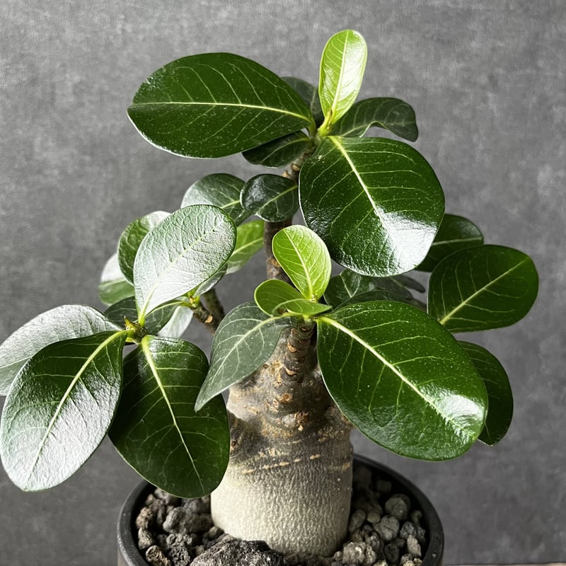 アデニウム・ブラックスキン 塊根植物 コ－デックス 観葉植物 多肉植物