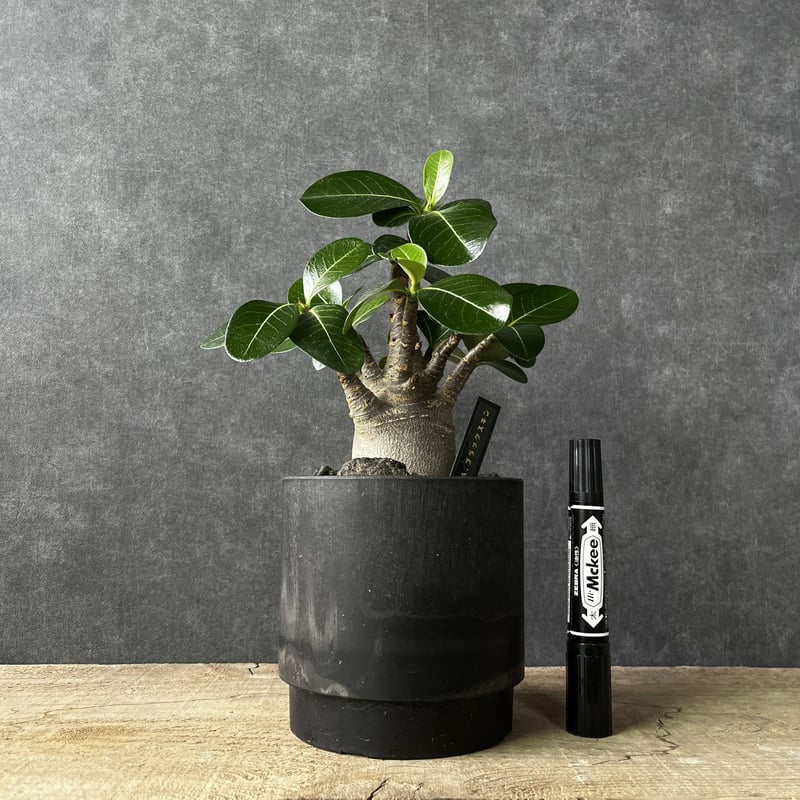 アデニウム・ブラックスキン 塊根植物 コ－デックス 観葉植物 多肉植物