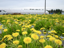 ニホンタンポポ2千株咲き誇る畑に、「たんぽぽの恵み」が響く 大仙市