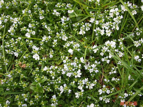 イヌノフグリ各種 | 青柳庵日記