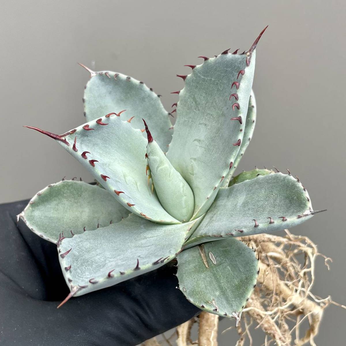 鉢ごと発送アガベ パリー トランカータ オリザバ OC 屋外管理株 US美