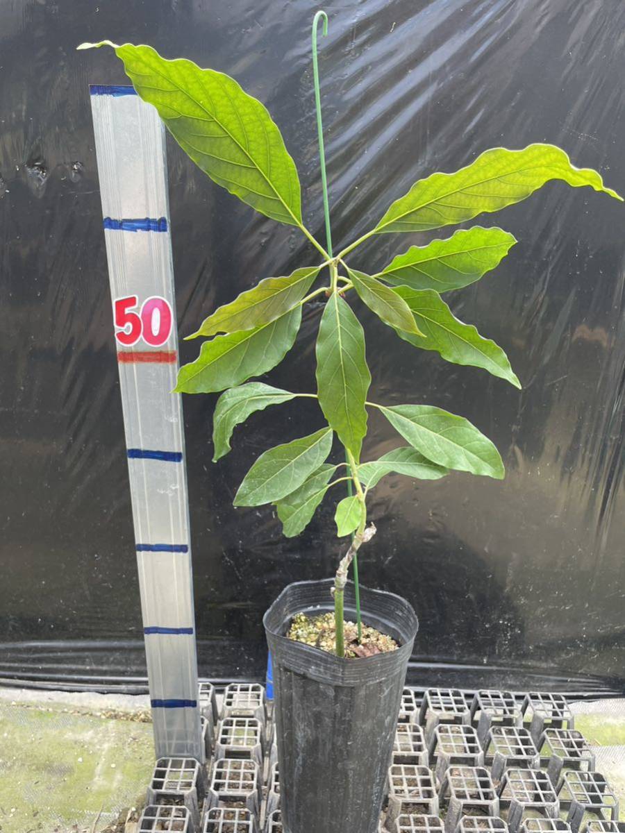 アボカド穂木ウインターメキシカン