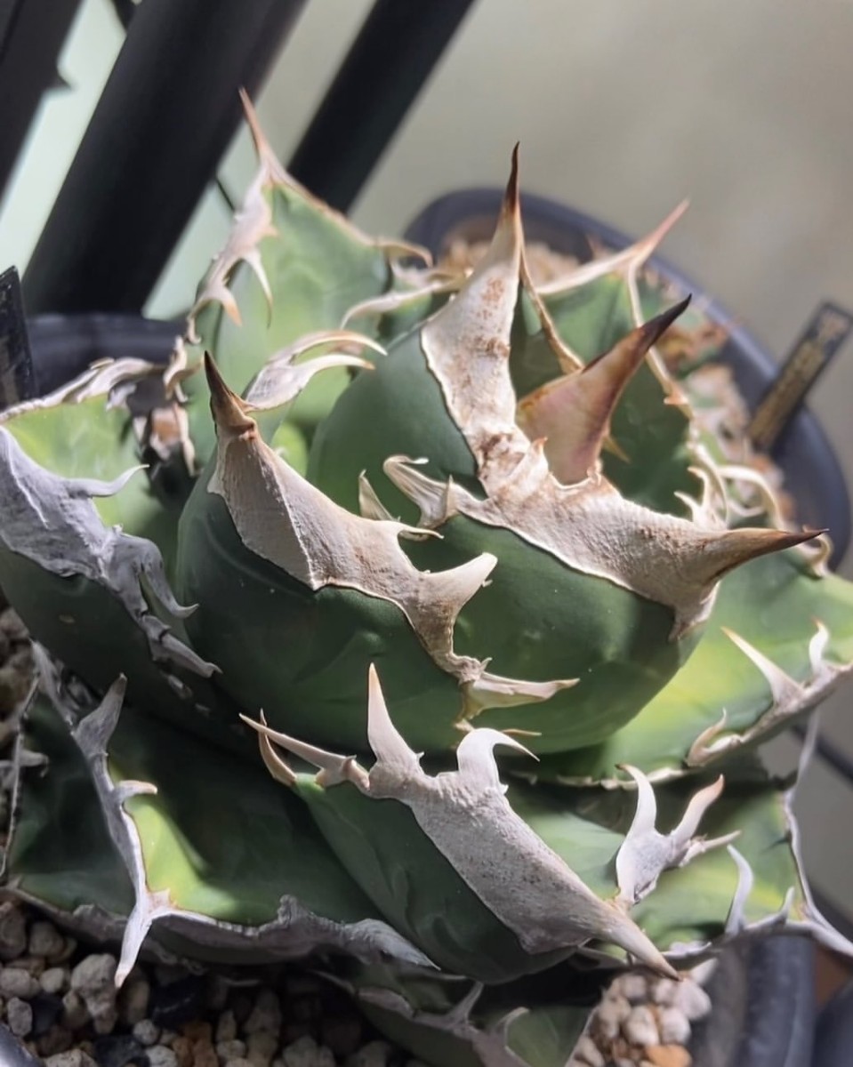 アガベ ホオジロサメ大白鯊 - 1円スタート アガベ 大白鯊 ホオジロザメ