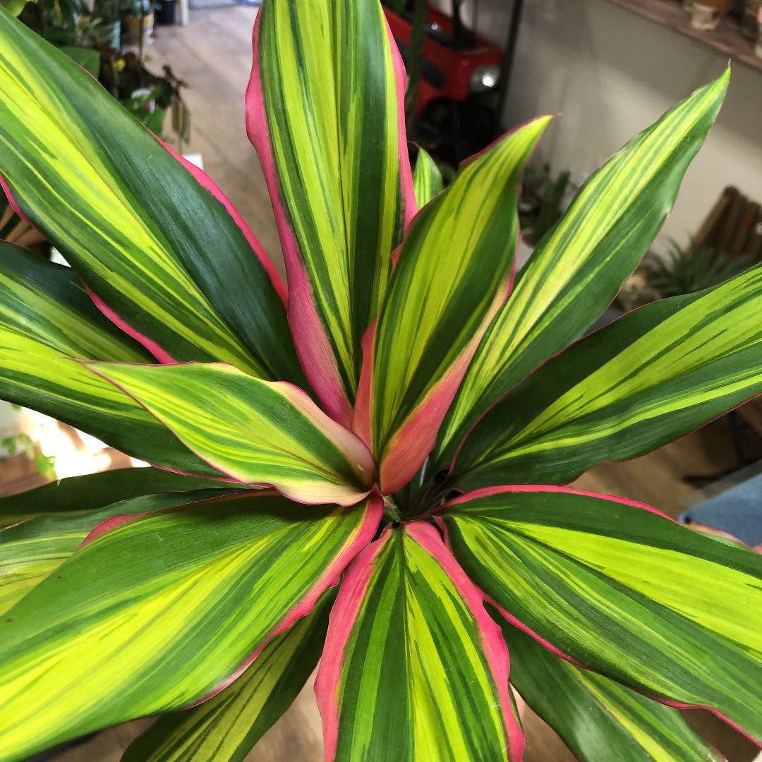 4寸＊コルジリネ キウイ＊観葉植物ターミナリスコルディリネ