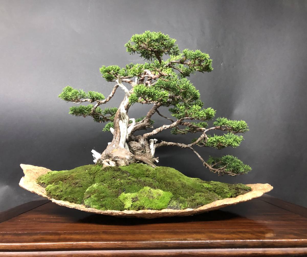 五葉松 吹き流し 半懸崖 株立 五葉松吹き流し半懸崖株立