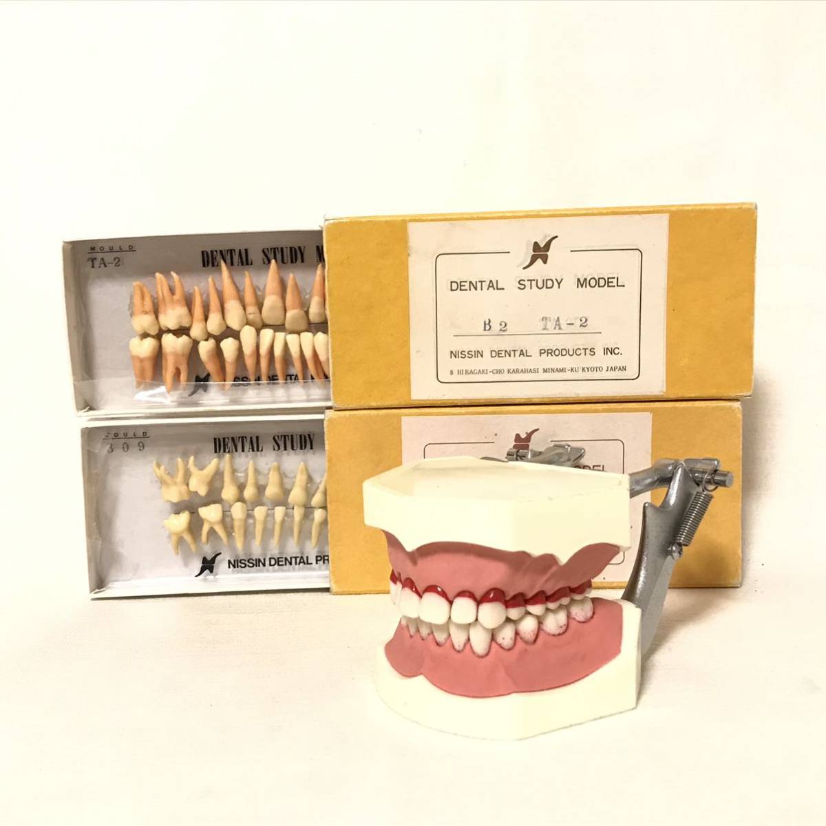 2.5倍大複製根模型歯 [B10-330] 公式通販 2.5倍大複製根