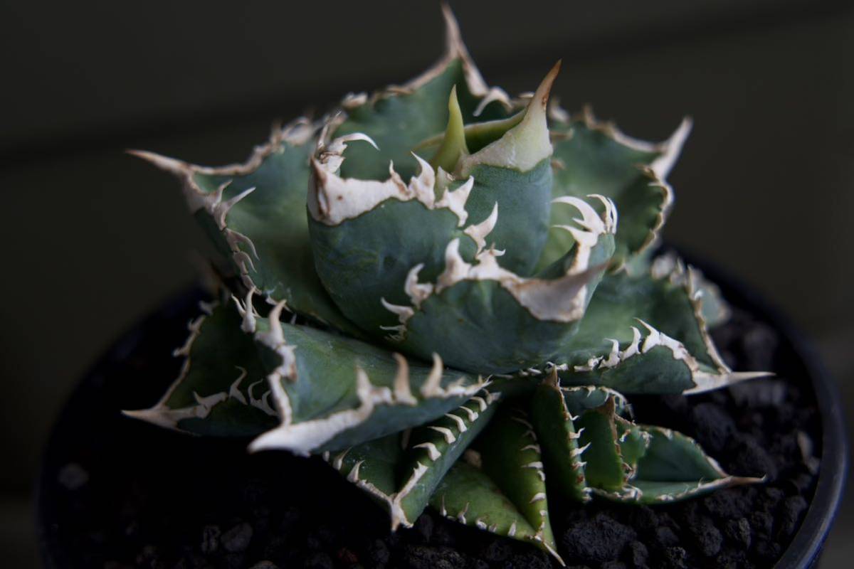 アガベ チタノタ 大白鯊 lize血統 ホホジロザメ アガベ チタノタ