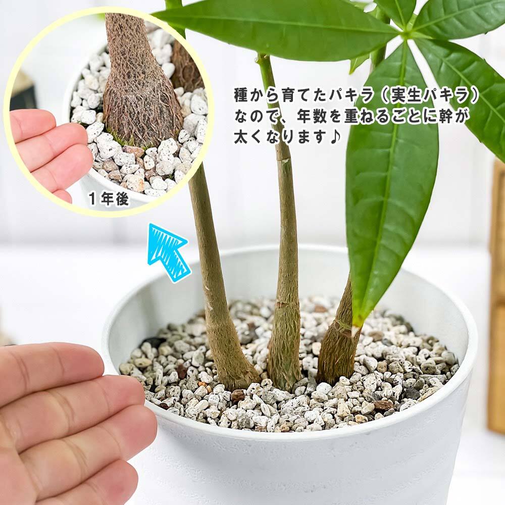 PLANCHU 観葉植物 パキラ ストレート 実生株 5号鉢 受け皿付き 育て方