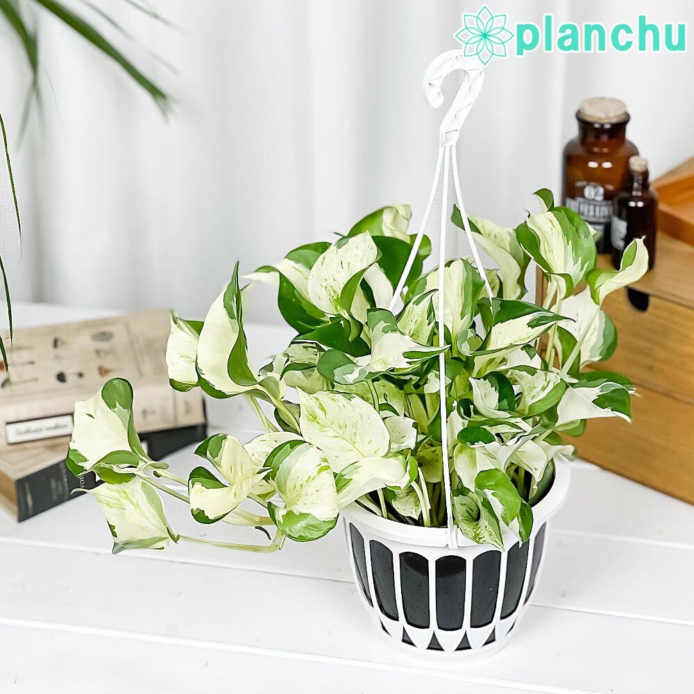 PLANCHU 観葉植物 ポトス ステータス 5号吊り鉢 育て方説明書付き