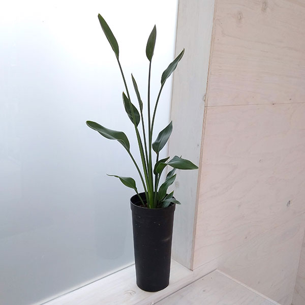 園芸ネット本店｜ストレリチア：ユンケア（ノンリーフ) 直径10.5cm