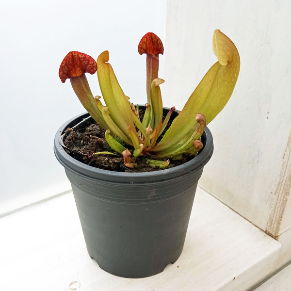 園芸ネット本店｜サラセニア：スワニアナ 3号 の通販【公式】