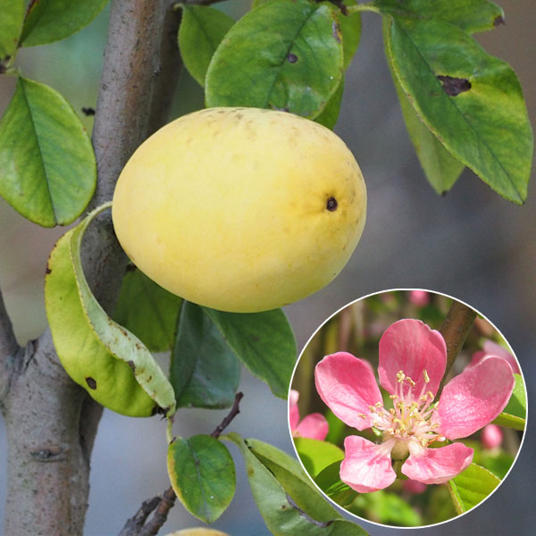 園芸ネット本店｜カリン(花梨）4～5号ポット＊ の通販【公式】