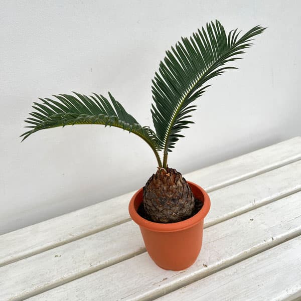 園芸ネット本店｜ソテツ（蘇鉄）4号鉢植え の通販【公式】