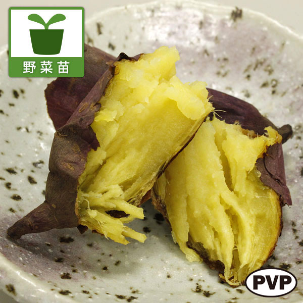園芸ネット本店｜[26年4月下旬予約]サツマイモ：べにはるか(PVP)4連