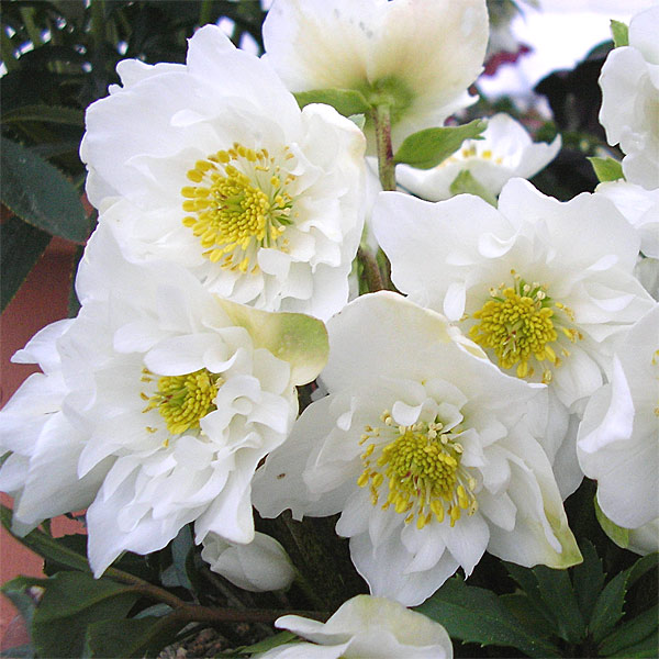 園芸ネット本店｜クリスマスローズ（原種系）：*ダブルファンタジー3号