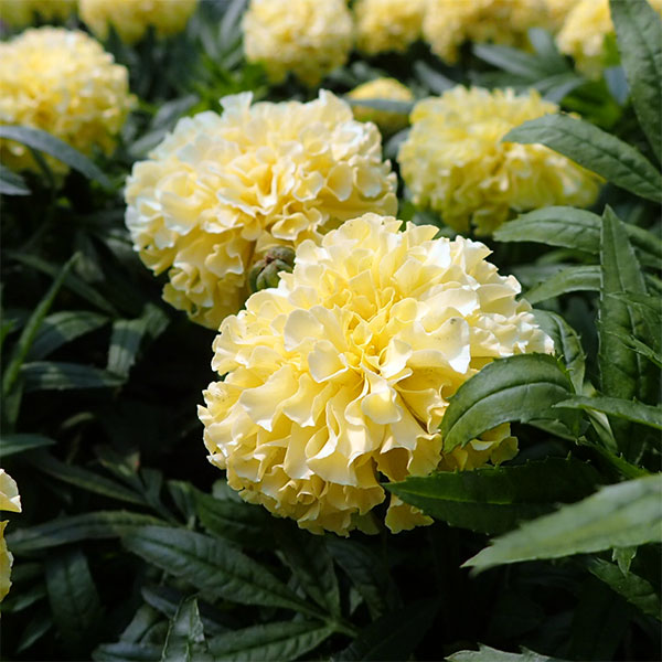 園芸ネット本店｜マリーゴールド （わい性）：ホワイトバニラ3号ポット