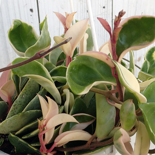 園芸ネット本店｜ホヤ：カルノーサ（斑入りサクララン）5号吊鉢 の通販