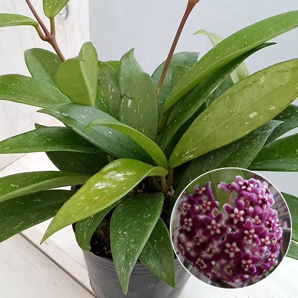 園芸ネット本店｜ホヤ：プビカリクス シルバーピンク3号ポット 2株