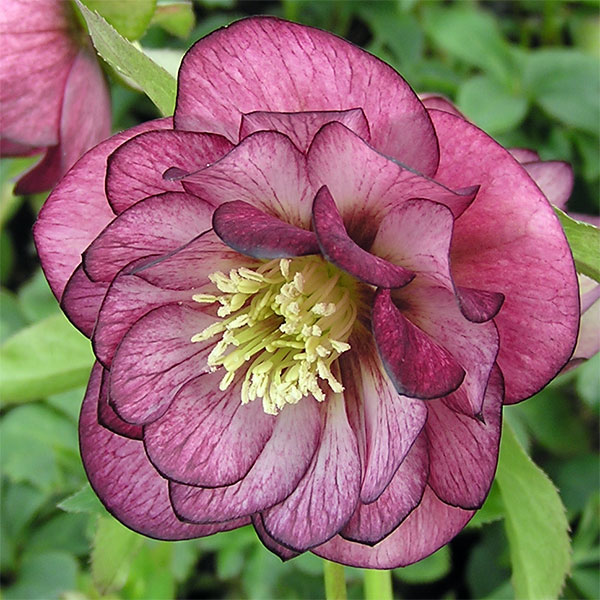 園芸ネット本店｜クリスマスローズ：*エレガンスグレープ4.5号ポット