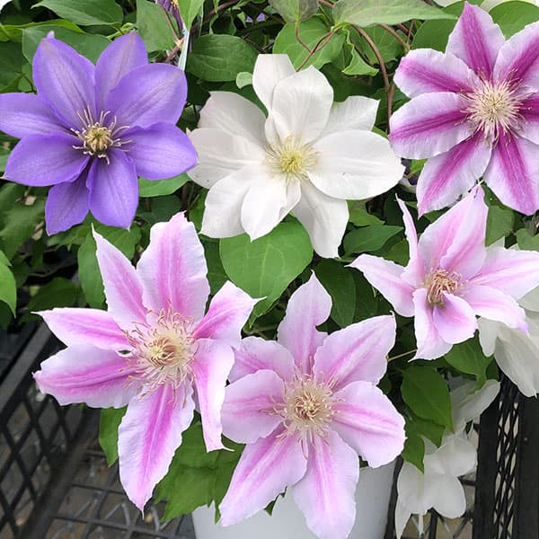 園芸ネット本店｜クレマチス：3色咲き（ドクターラッペル