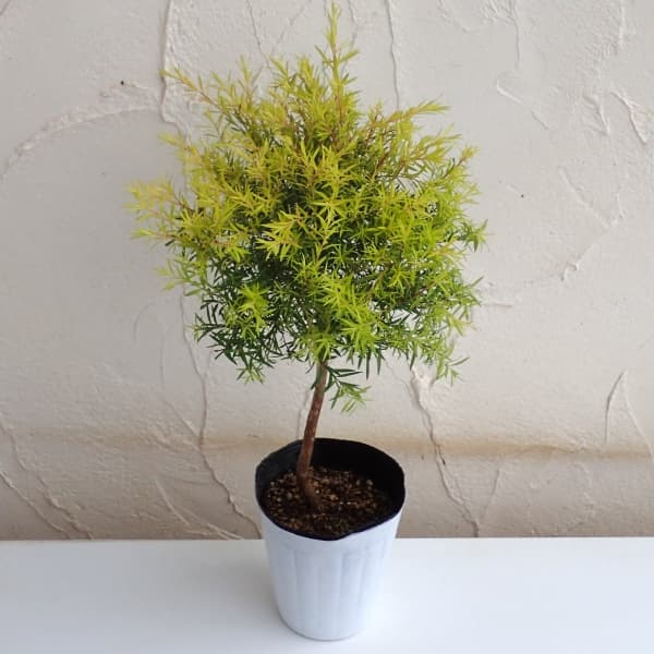 園芸ネット本店｜メラレウカ（メラウニカ）：レボリューションゴールド