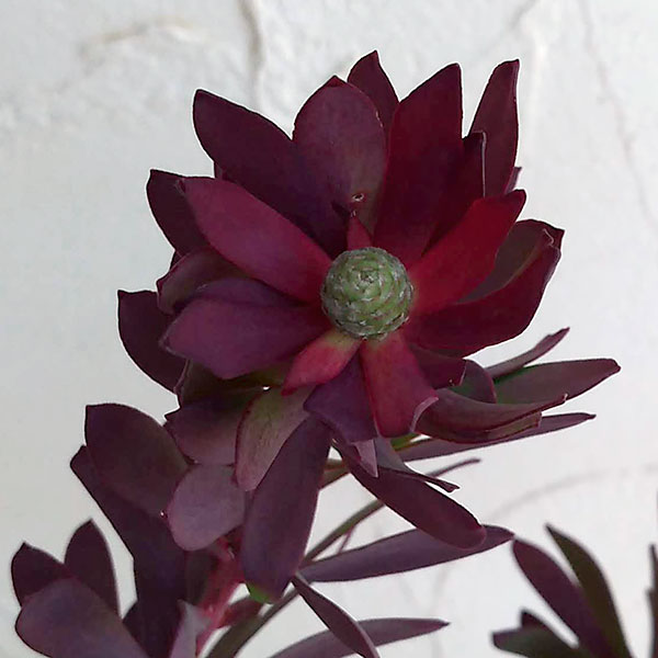 園芸ネット本店｜×リューカデンドロン：デビルズブラッシュ4号ポット