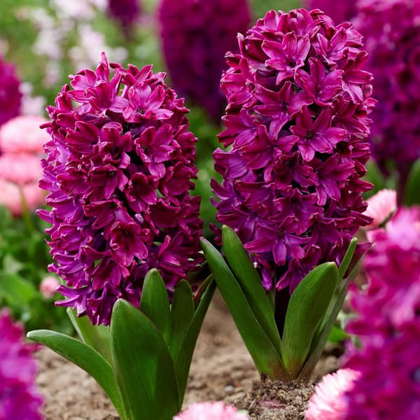 園芸ネット本店｜ヒヤシンス：ウッドストック5球セット の通販【公式】