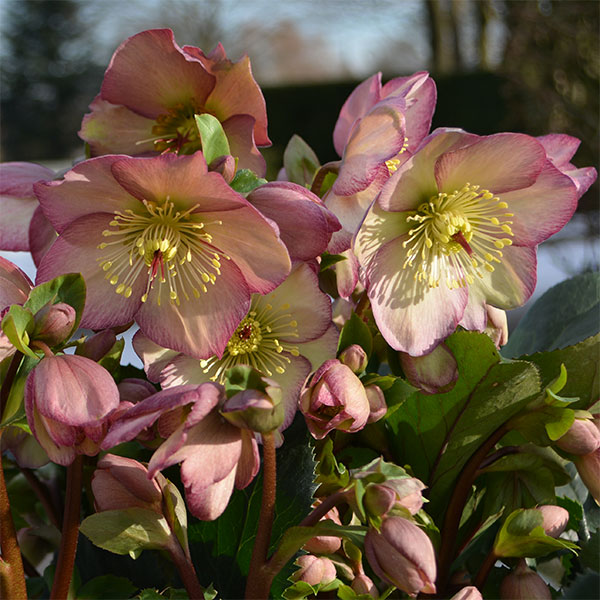 園芸ネット本店｜クリスマスローズ：*HGC Ice N'roses 氷の薔薇 ローズ