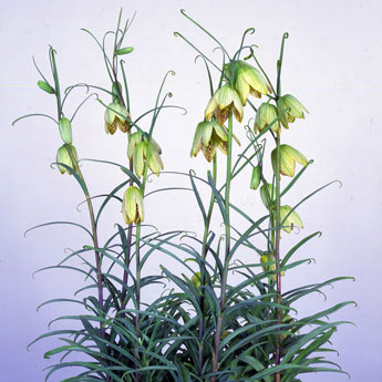 園芸ネット本店｜バイモユリ（貝母百合）3号ポット（1球植え） 2ポット