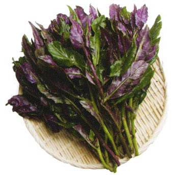 園芸ネット本店｜キンジソウ（金時草）3号ポット 2株セット の通販【公式】